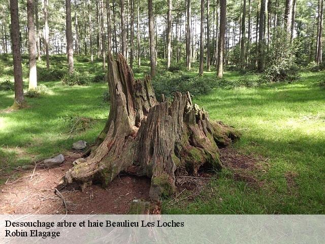 Dessouchage arbre et haie  beaulieu-les-loches-37600 Robin Elagage