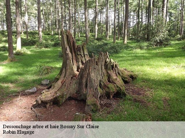 Dessouchage arbre et haie  bossay-sur-claise-37290 Robin Elagage